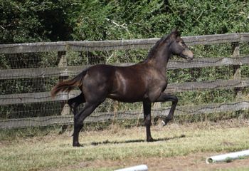 Sansarro WS, 2024 colt by Sanceo
