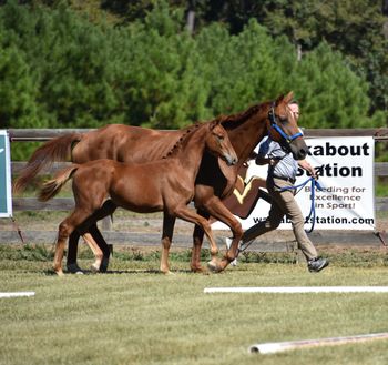Fiorellah WS, 2024 filly by Feinrich
