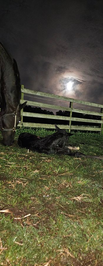 Strawberry Moon WS, 2025 filly by Secret
