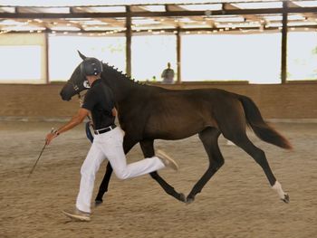 Fureinah WS, 2025 filly by Feinrich
