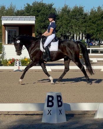 Don Lissaro WS, 2020 gelding by Dressage Royal
