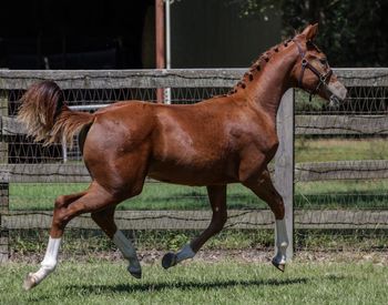 Ireland WS, 2025 filly by Ibiza
