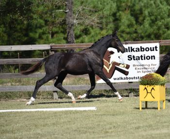 2024 Filly by Sarkozy
