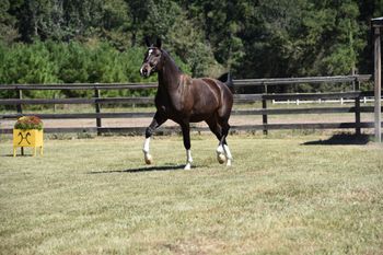 Fuerstin Tanz WS, 2021 mare by Fidertanz
