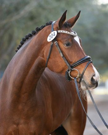 Feinheit WS, 2021 mare by Furst Romancier
