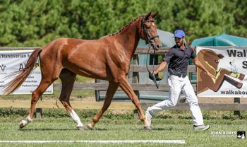 Srirachah WS, 2023 filly by Sarkozy
