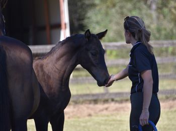 Sansarro WS, 2024 colt by Sanceo
