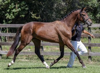 Vitaliah WS, 2023 filly by Vilancio
