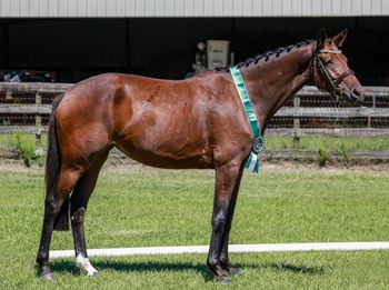 Gabellah WS, 2022 mare by Grey Flanell
