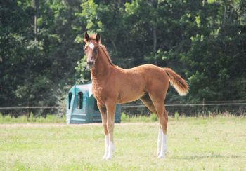 Ireland WS, 2025 filly by Ibiza
