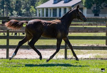 Fureinah WS, 2025 filly by Feinrich
