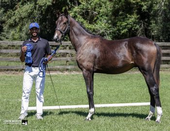 Edelstein WS, 2024 colt by Escaneno
