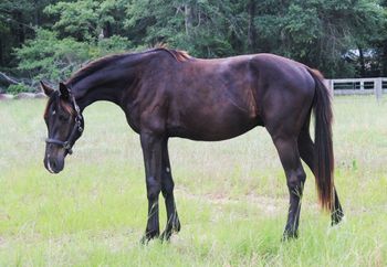 Monaco, 2023 gelding by McLaren
