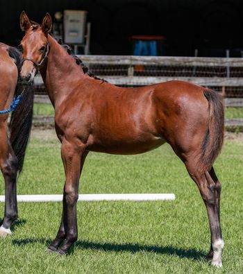 Epiphany WS, 2025 filly by Escamillo
