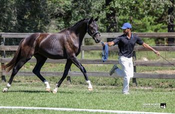 2024 Filly by Sarkozy
