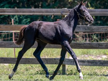 Strawberry Moon WS, 2025 filly by Secret
