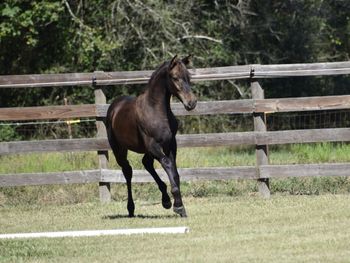 Sansarro WS, 2024 colt by Sanceo

