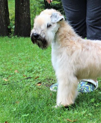Brandy 6 mois/6 months old
