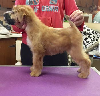 9 1/2 semaines/9 1/2 weeks
