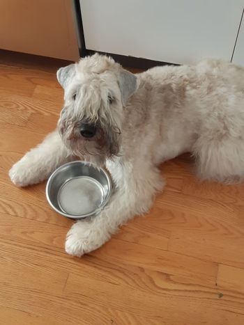 Puis-je en avoir encore?/May I have more?
