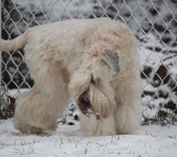 Première neige décembre 2015/First snow fall December 2015
