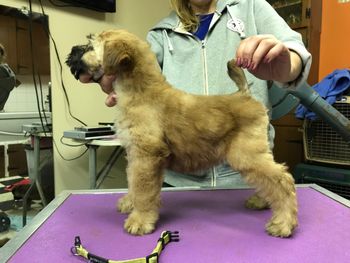 8 semaines/8 weeks
