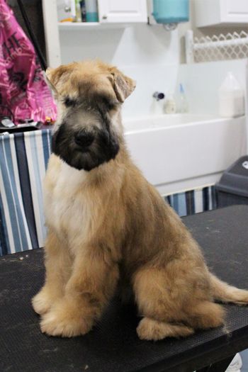 3 mois/3 months old
