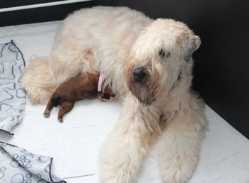 Je suis une maman maintenant/I'm a mother now
