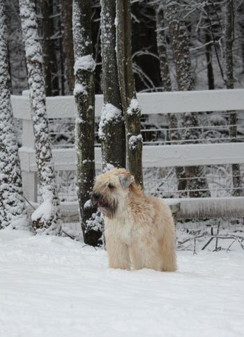 Première neige/First snow
