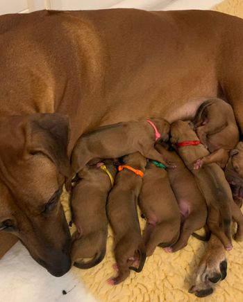 after first meal - they look content!

