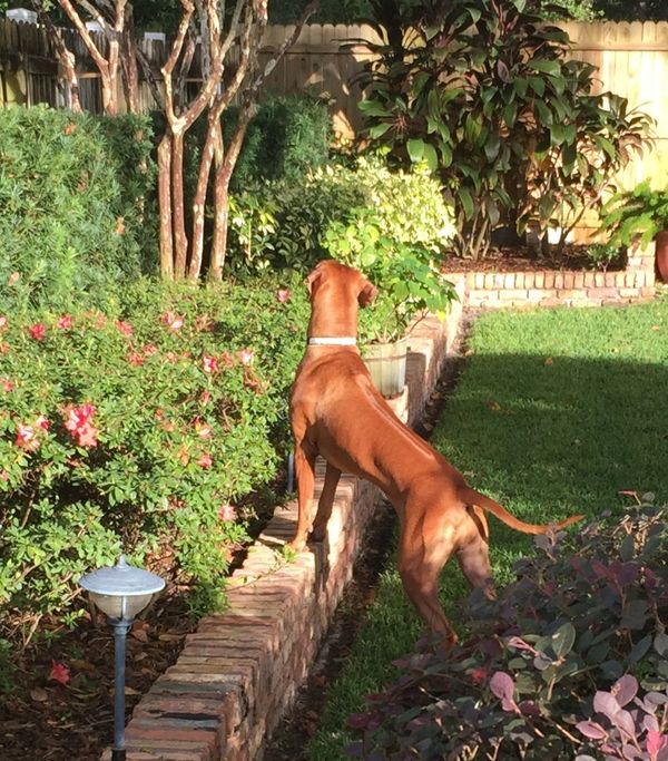 Rhodesian Ridgeback Show Dogs
