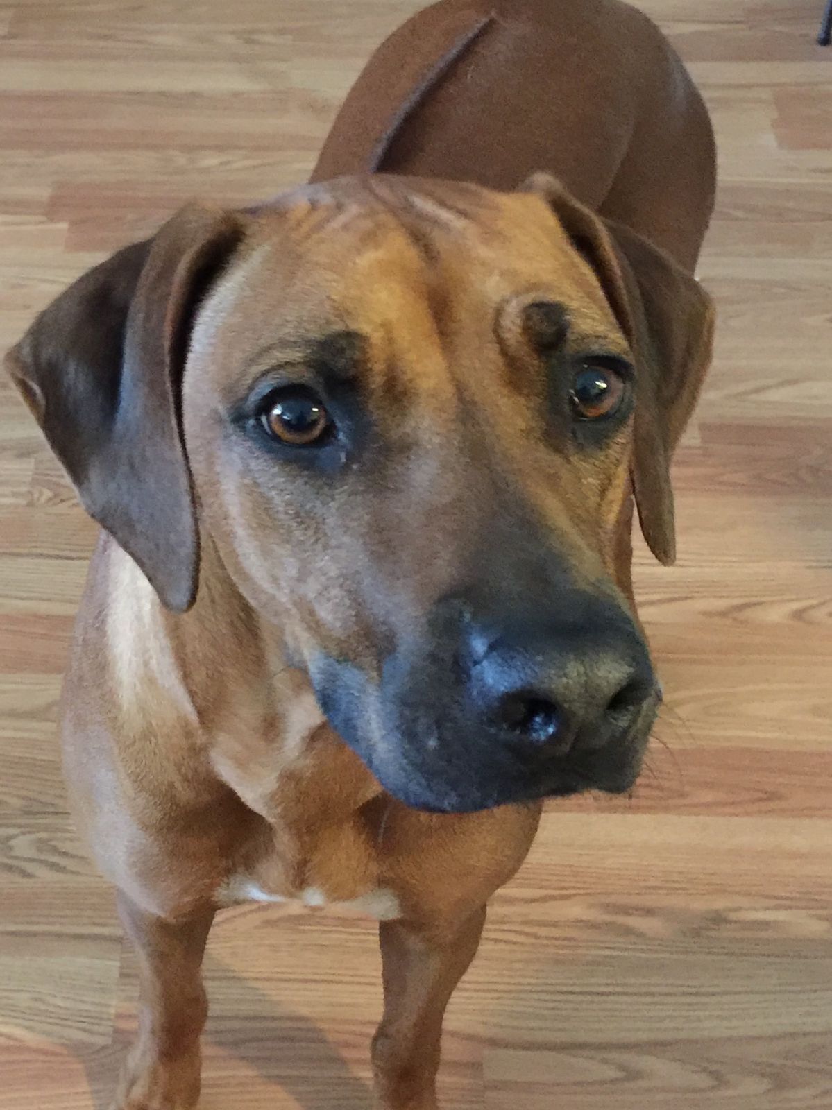 Rhodesian Ridgeback Zoey