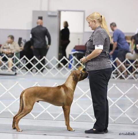 Amber Trace Rhodesian Ridgebacks - Link