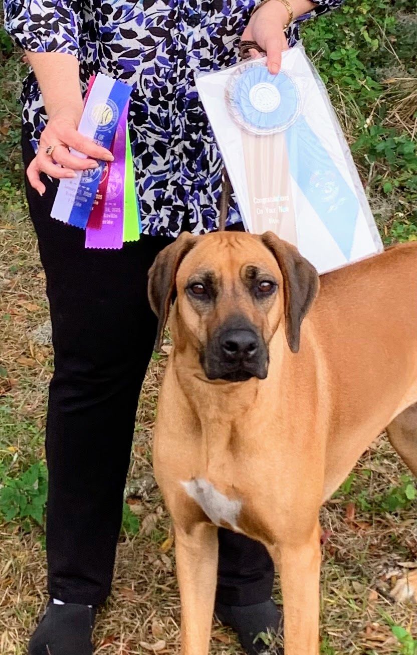 Amber Trace Rhodesian Ridgebacks - Nina