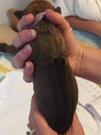 Newborn
