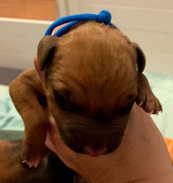 first born blue collar boy
