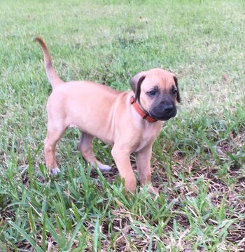 5 weeks old
