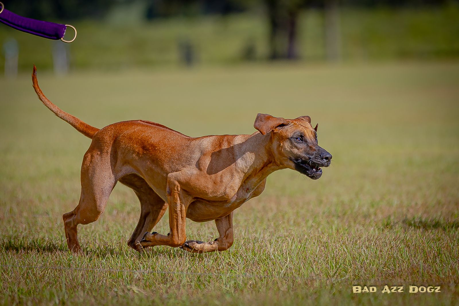 Amber Trace Rhodesian Ridgebacks - Grace