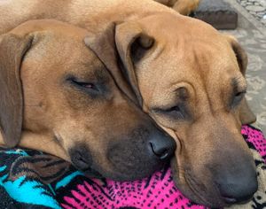 Rhodesian Ridgebacks Florida