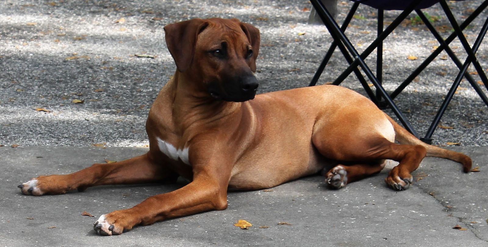 Amber Trace Rhodesian Ridgebacks - Link