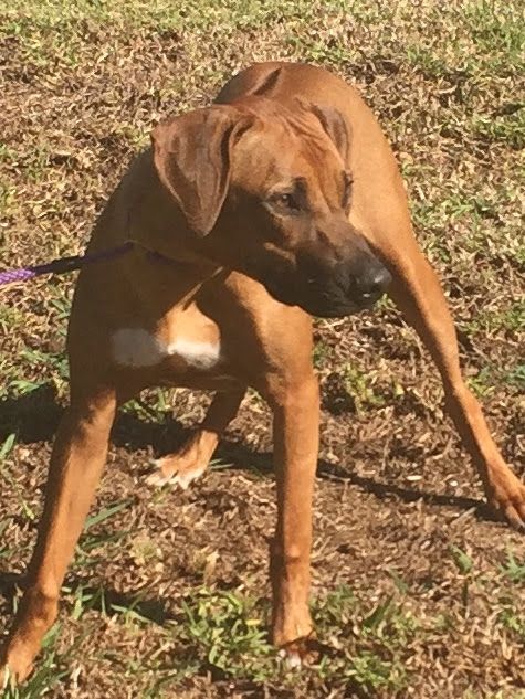 Amber Trace Rhodesian Ridgebacks - Link