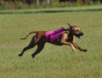 Lure Coursing
