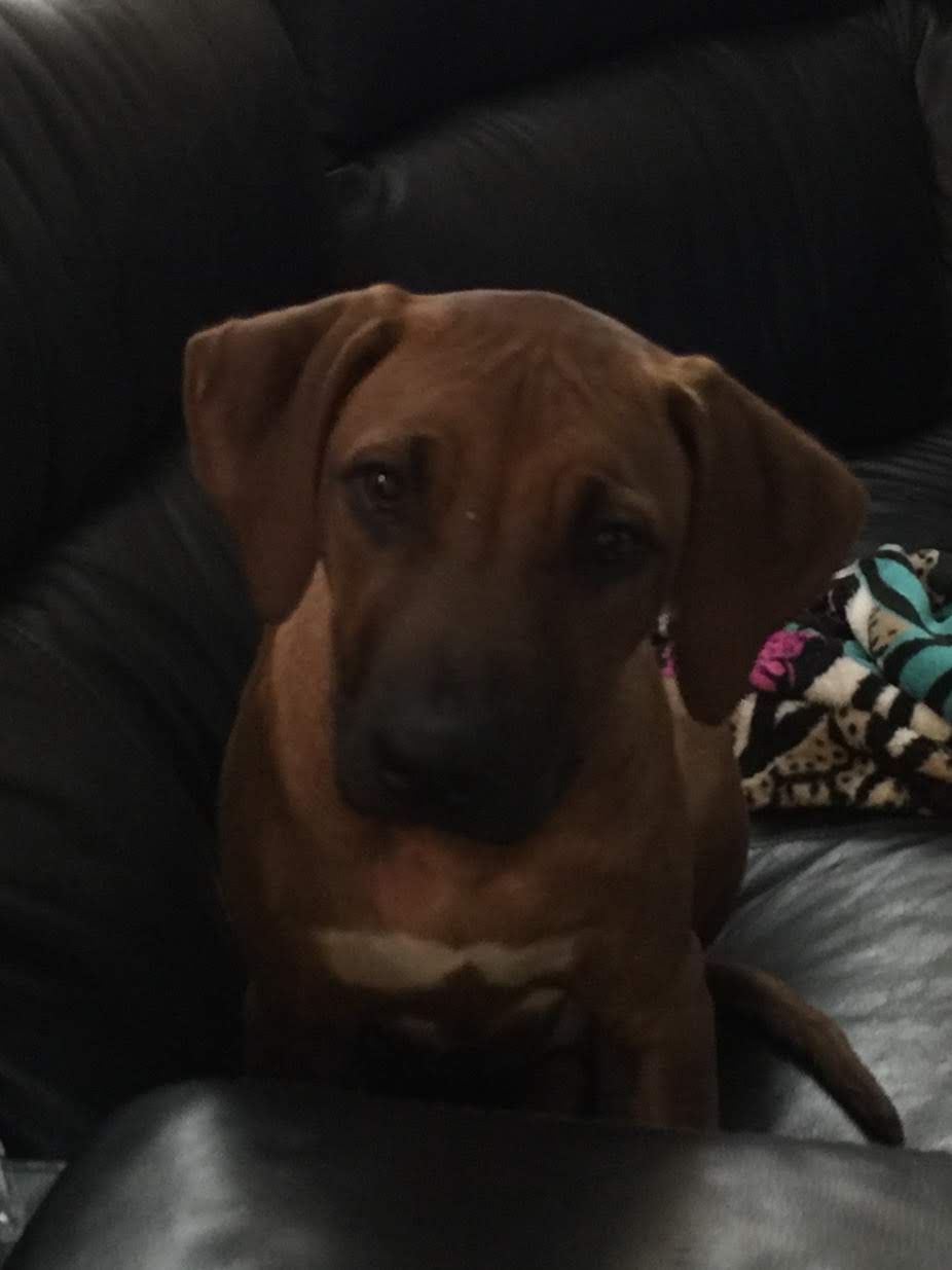 Amber Trace Rhodesian Ridgebacks - Link