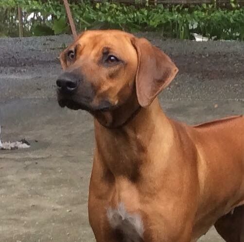 Rhodesian Ridgeback Zoey