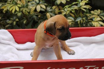 4 weeks old
