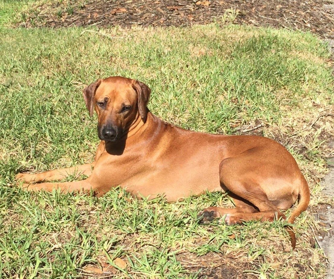 Rhodesian Ridgeback Zoey