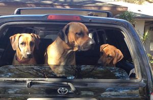 Rhodesian Ridgeback Show Dogs