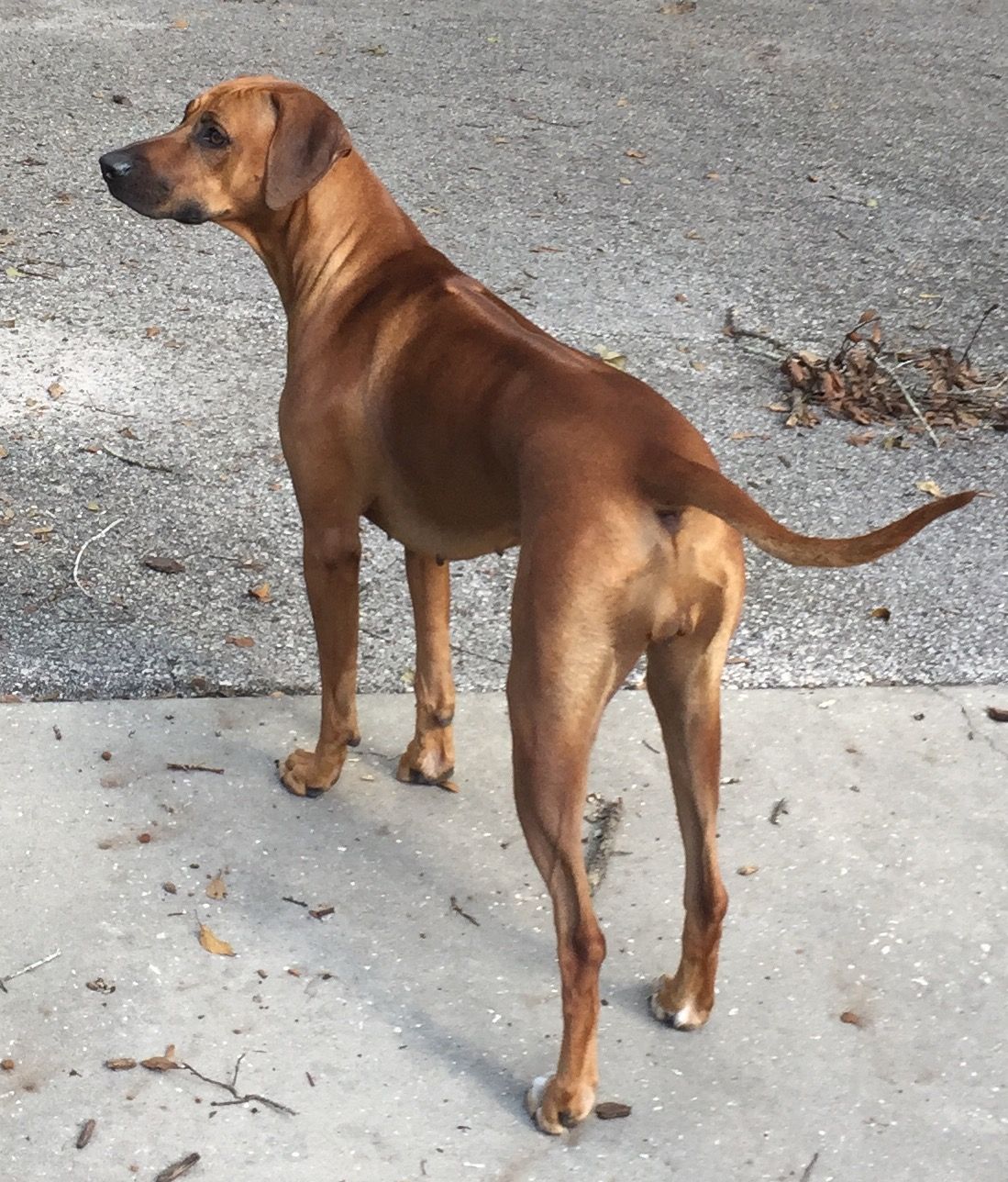 Rhodesian Ridgeback Zoey