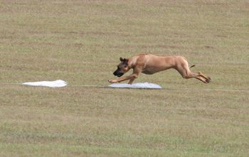 Lure Coursing Fun
