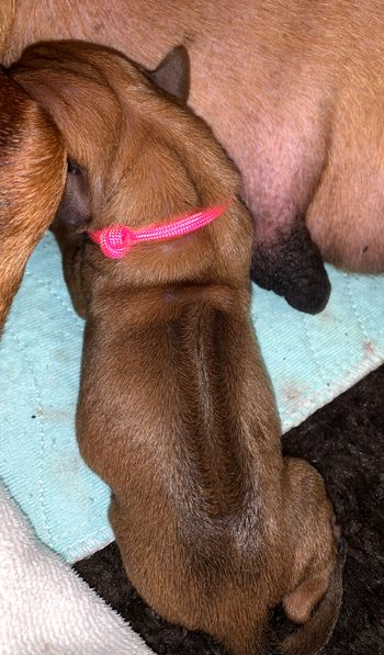pink girl
